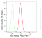 KD-Validated Anti-Src Rabbit Monoclonal Antibody